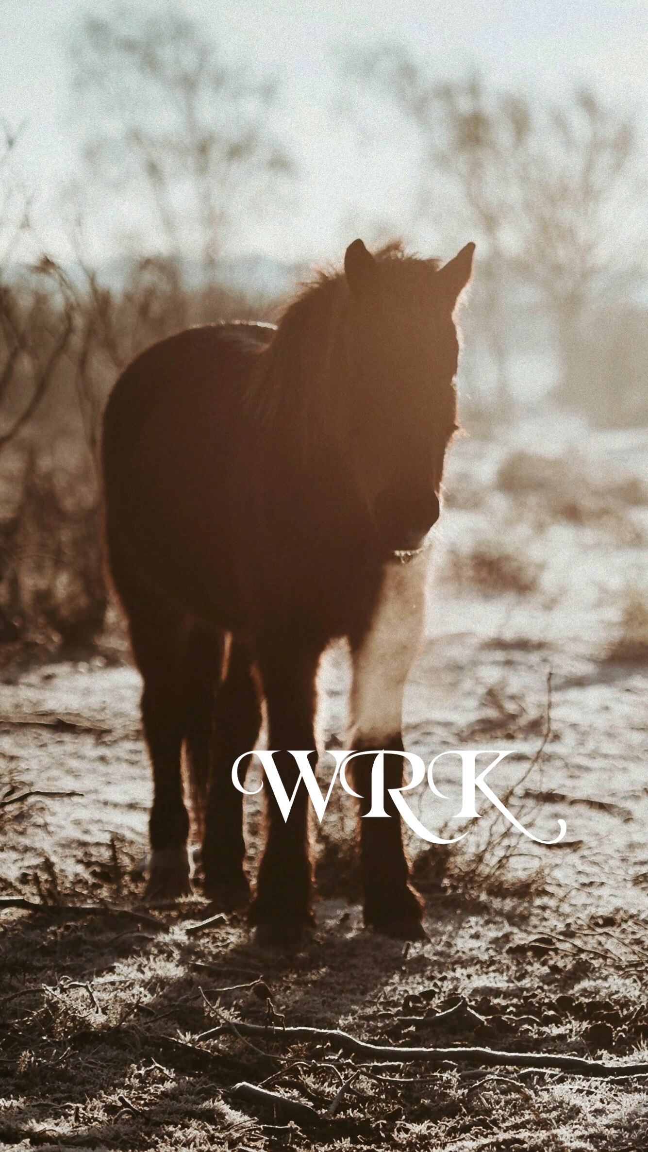 メンバーシップのトップ画像