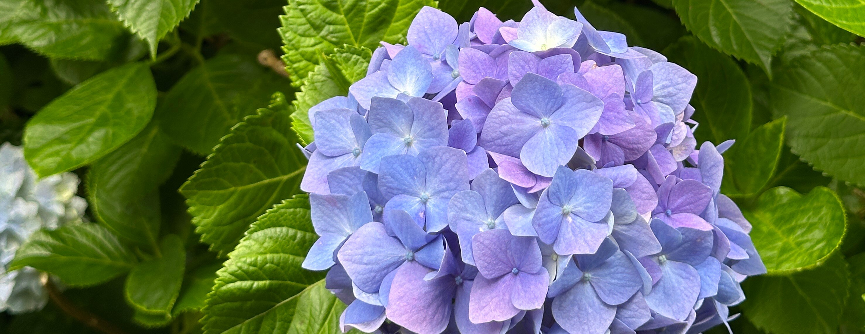 メンバーシップのトップ画像