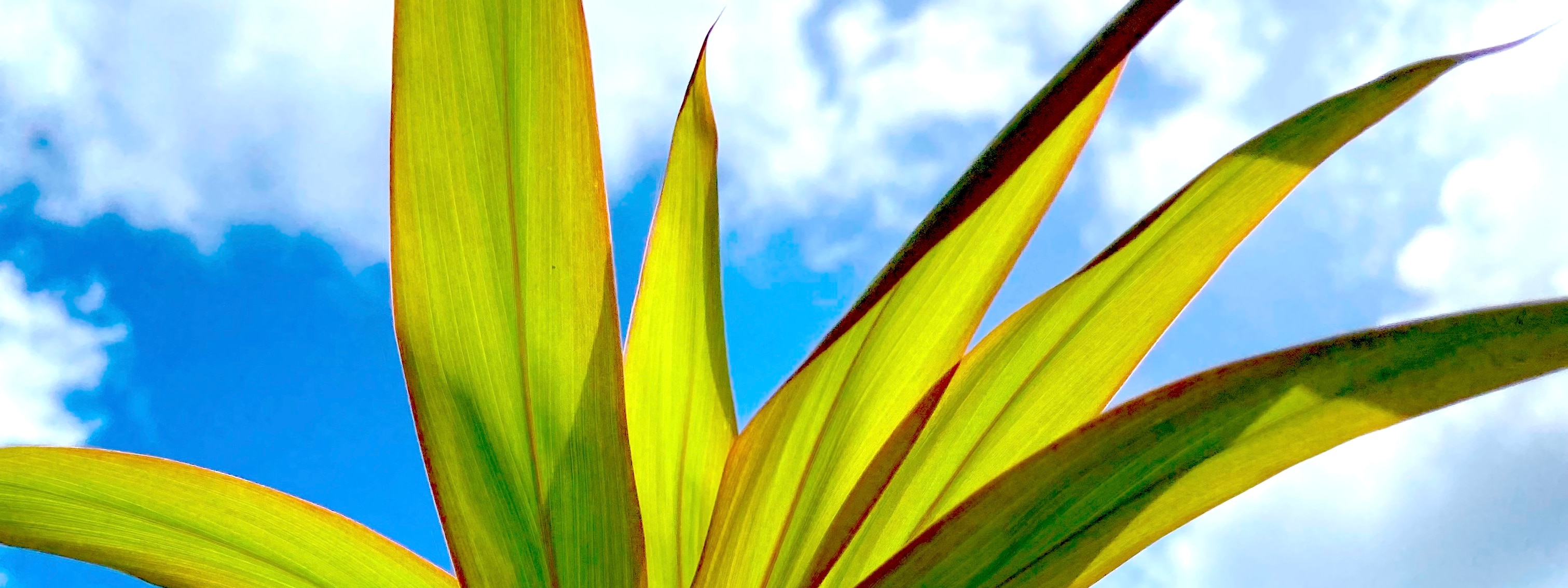 メンバーシップのトップ画像