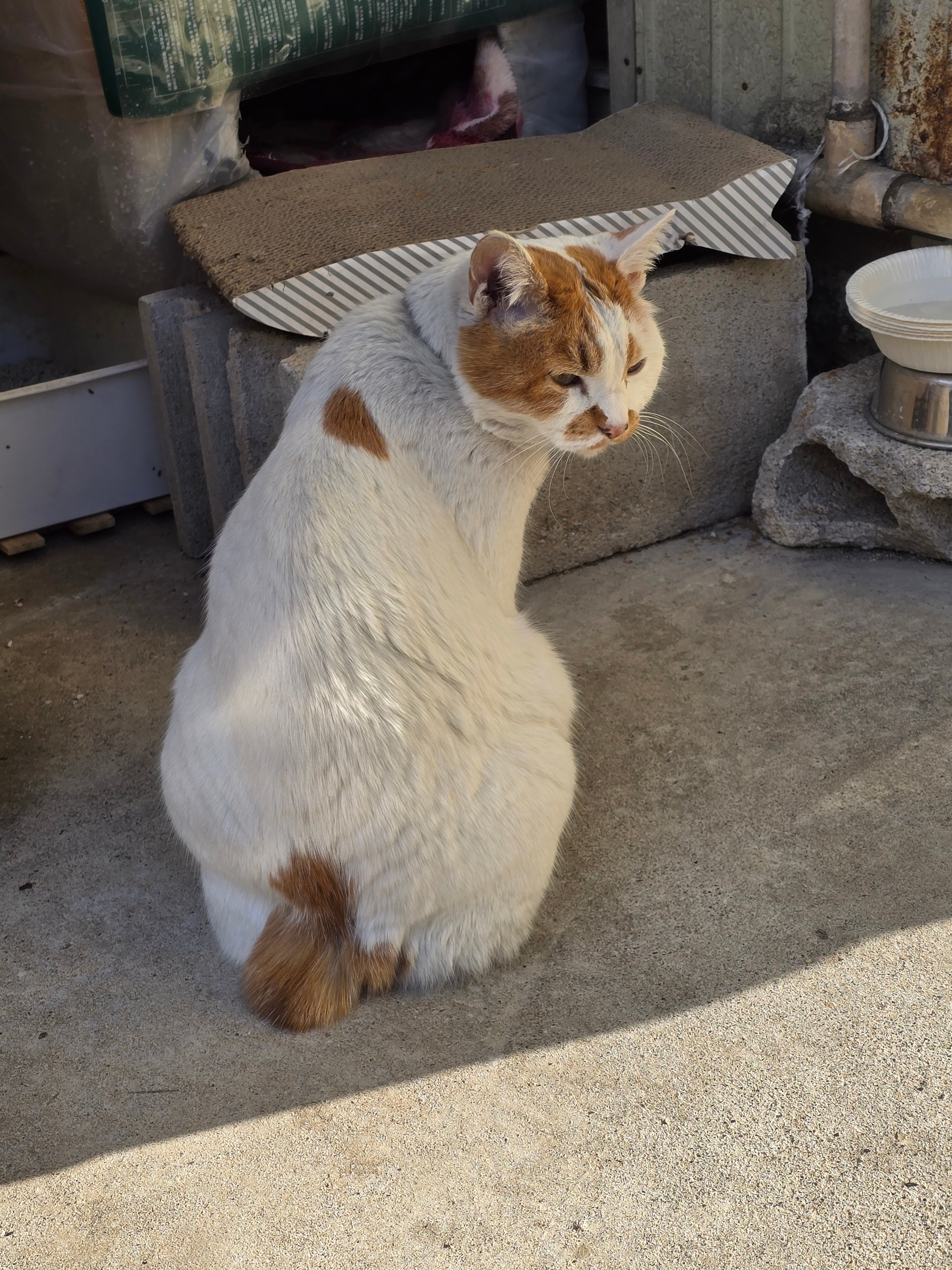 メンバーシップのトップ画像