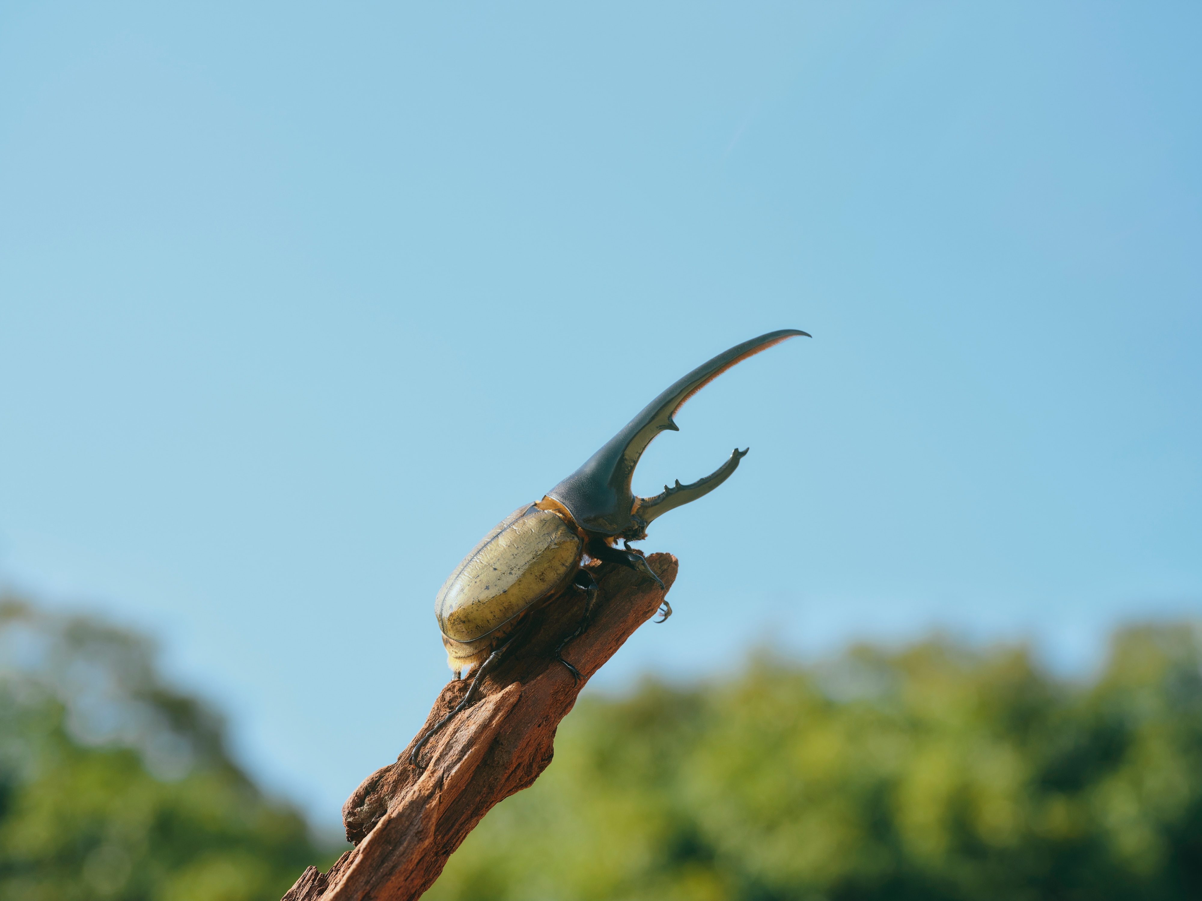 メンバーシップのトップ画像