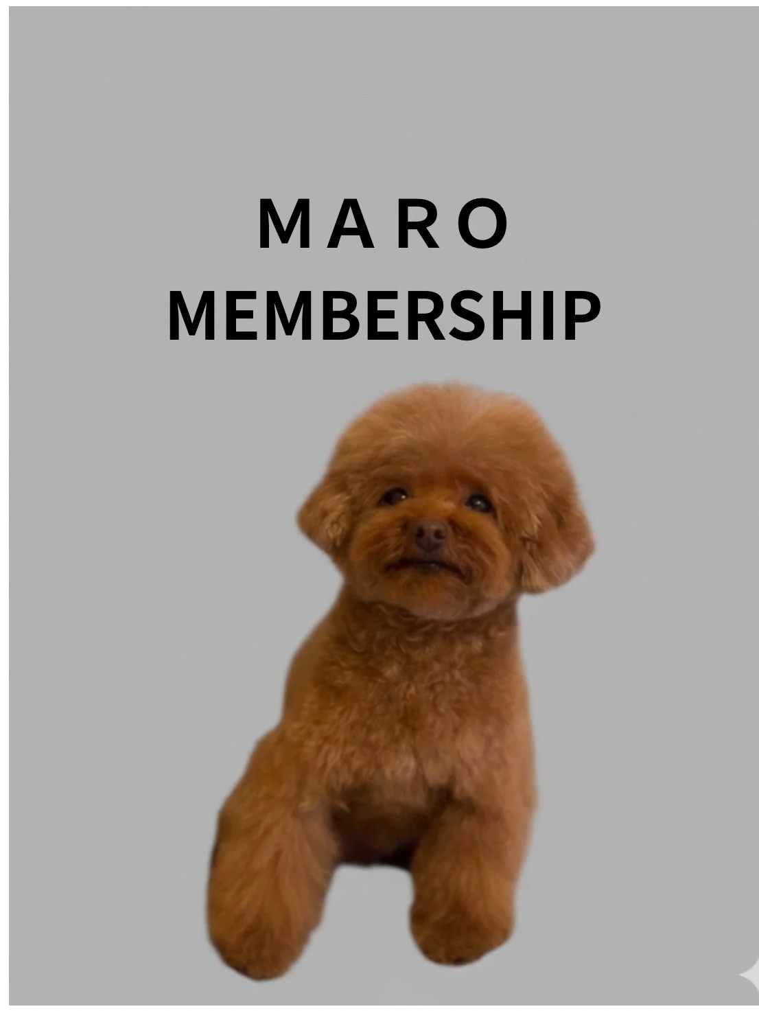 メンバーシップのトップ画像