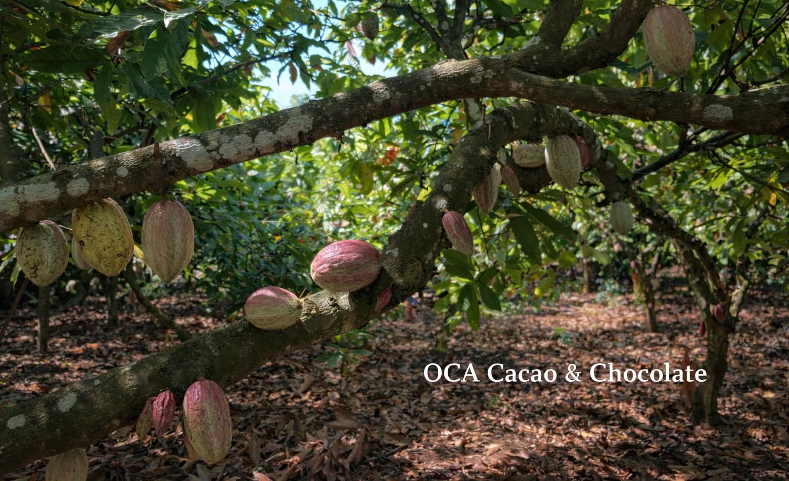 メンバーシップのトップ画像