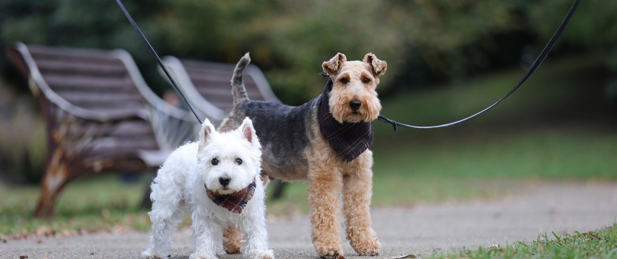 メンバーシップのトップ画像