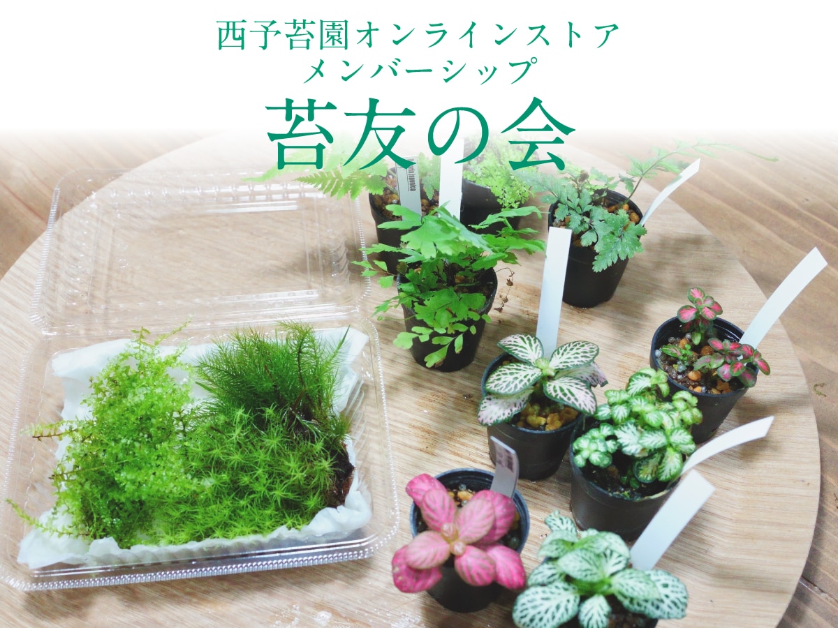 メンバーシップのトップ画像