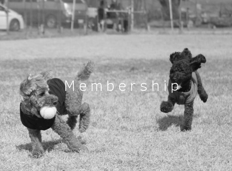 メンバーシップのトップ画像