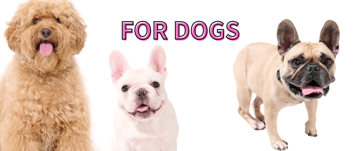 メンバーシップのトップ画像